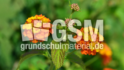 Wandelröschen (2).jpg